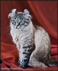 american curl cat