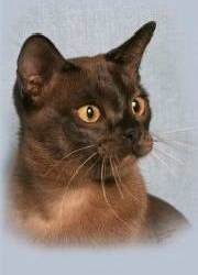 Brown Burmese Cat