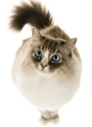 cute cat breeds