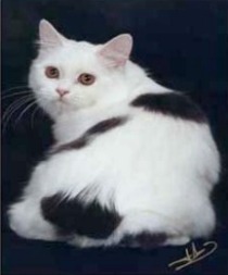 White Manx Cat