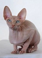 SphynxCat5.jpg