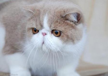 exotic shorthair cat lifespan