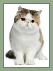 Exotic Shorthair Cat Rescue Indiana