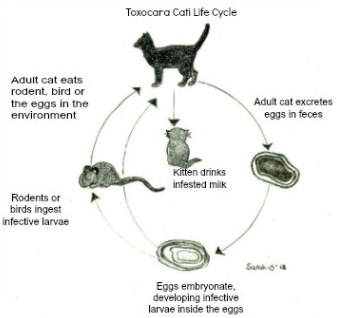 Roundworms In Cats