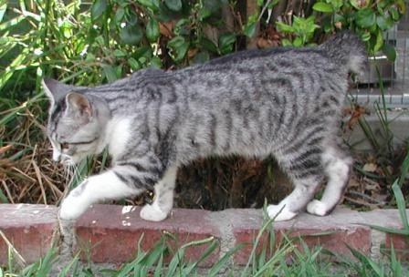 American Bobtail Cats Photos