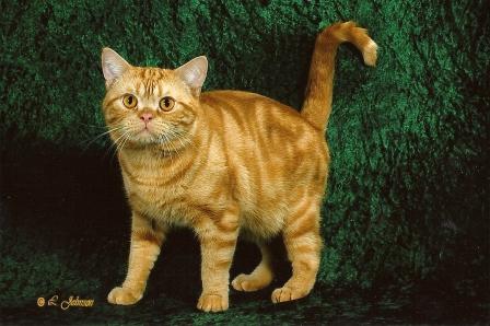 American Shorthair Breed Profile And Cat Facts