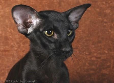 Oriental Shorthair Cat Breed Profile And Facts