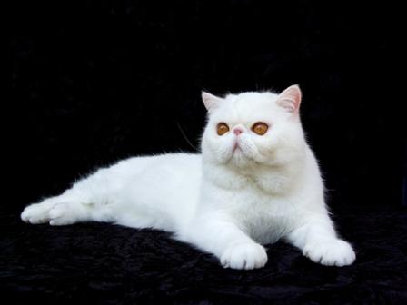 Exotic Cat Photos Persian Exotic