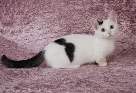 Munchkin Cat Pictures