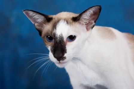 Oriental Shorthair Cat Breed Profile And Facts