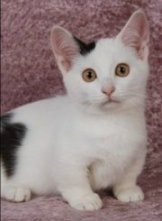 Munchkin Cat Breeders List