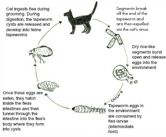 Feline Tapeworms - Intestinal Parasites