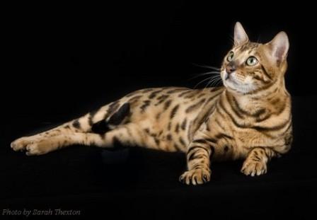 Bengal Cat Pictures