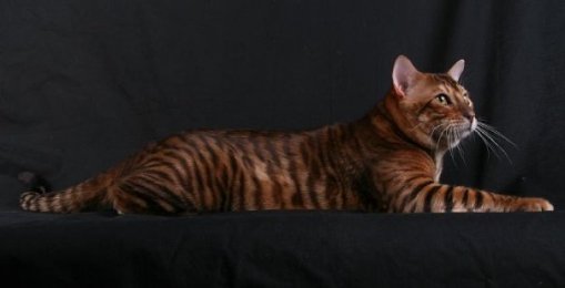 Download Toyger Cat - Breed Profile and Facts