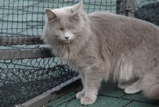 nebelung cat breed