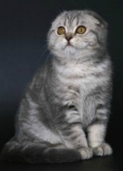 Scottish Fold Cats - Breed Profile and Facts