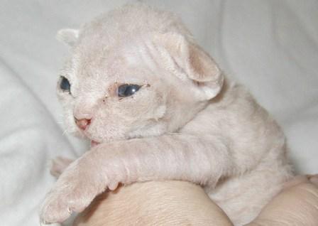 10-Day old Devon Rex kitten
