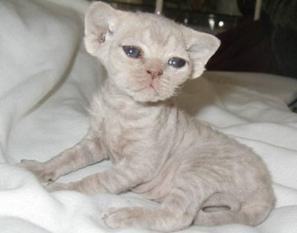 18-Day old Devon Rex kitten