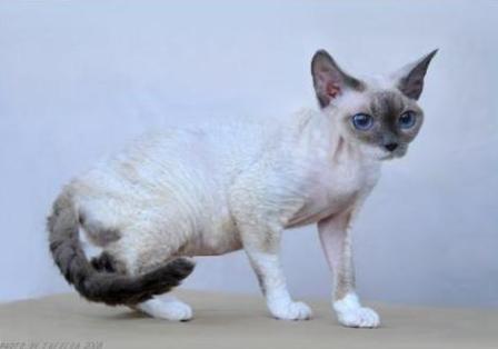 blue point bi-color Devon Rex cat