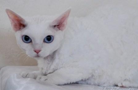 white Devon Rex