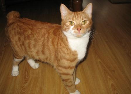 orange manx cat