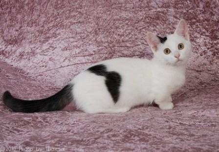 All About Munchkin Cats