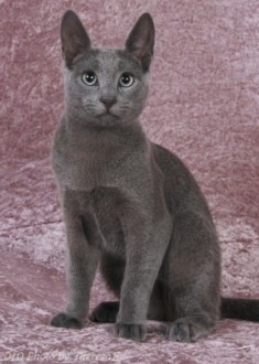 Russian Blue Cat Pictures
