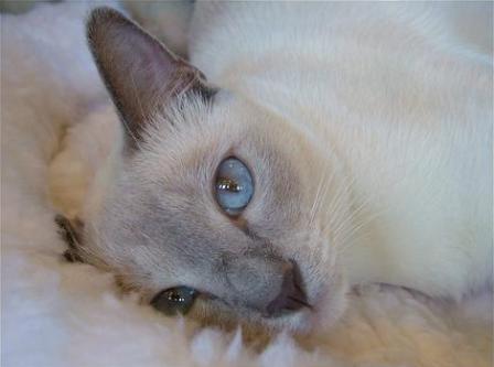 blue tonkinese cat