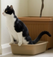 cat in litter box