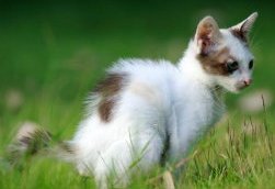 kitten going to toilet in garden