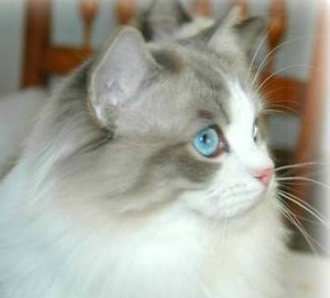 blue lynx bi-color ragdoll cat
