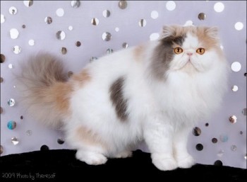 dilute calico harlequin persian cat