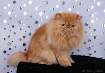 red persian cat