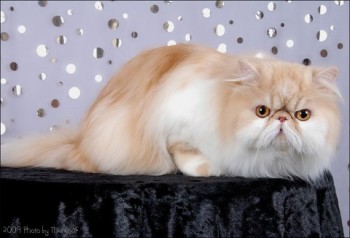 persian cat red shaded cameo 