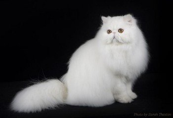 white persian cat