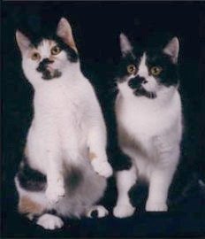 calico and black & white Manx cats