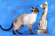 seal point siamese cat