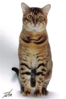 Toyger cat