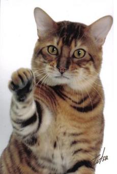 Toyger cat