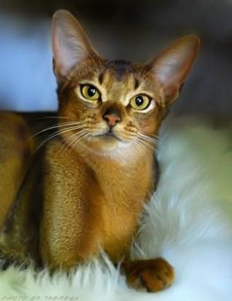 ruddy Abyssinian cat | Hillstblues Canasta of Sherada