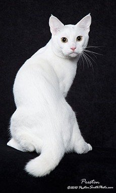 white American Bobtail cat