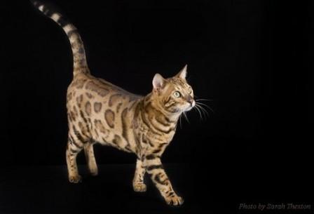 brown spotted Bengal cat
