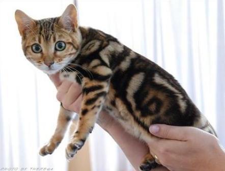 marbled Bengal cat