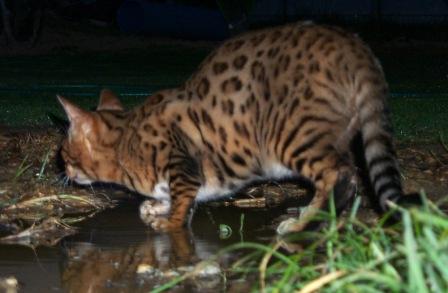 Bengal cat on the hunt