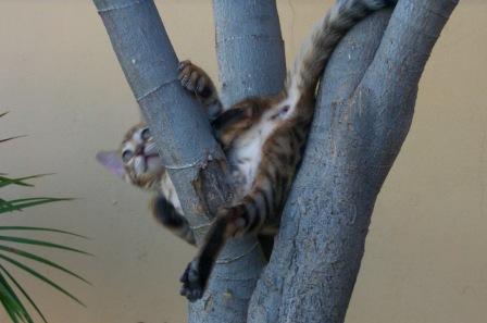 Bengal kitten at play
