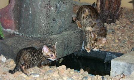 bengal kittens at play