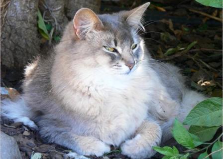 black silver Somali cat