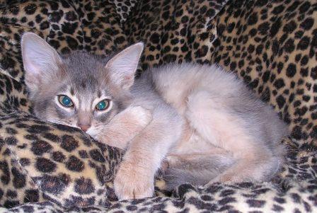 blue Somali kitten