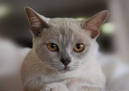 lilac Burmese cat