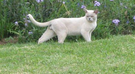 lilac Burmese cat in garden